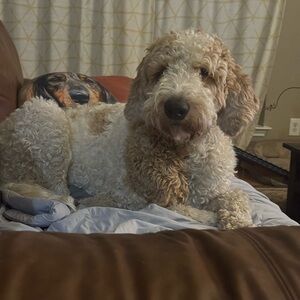 Meet your Posher, Tammina